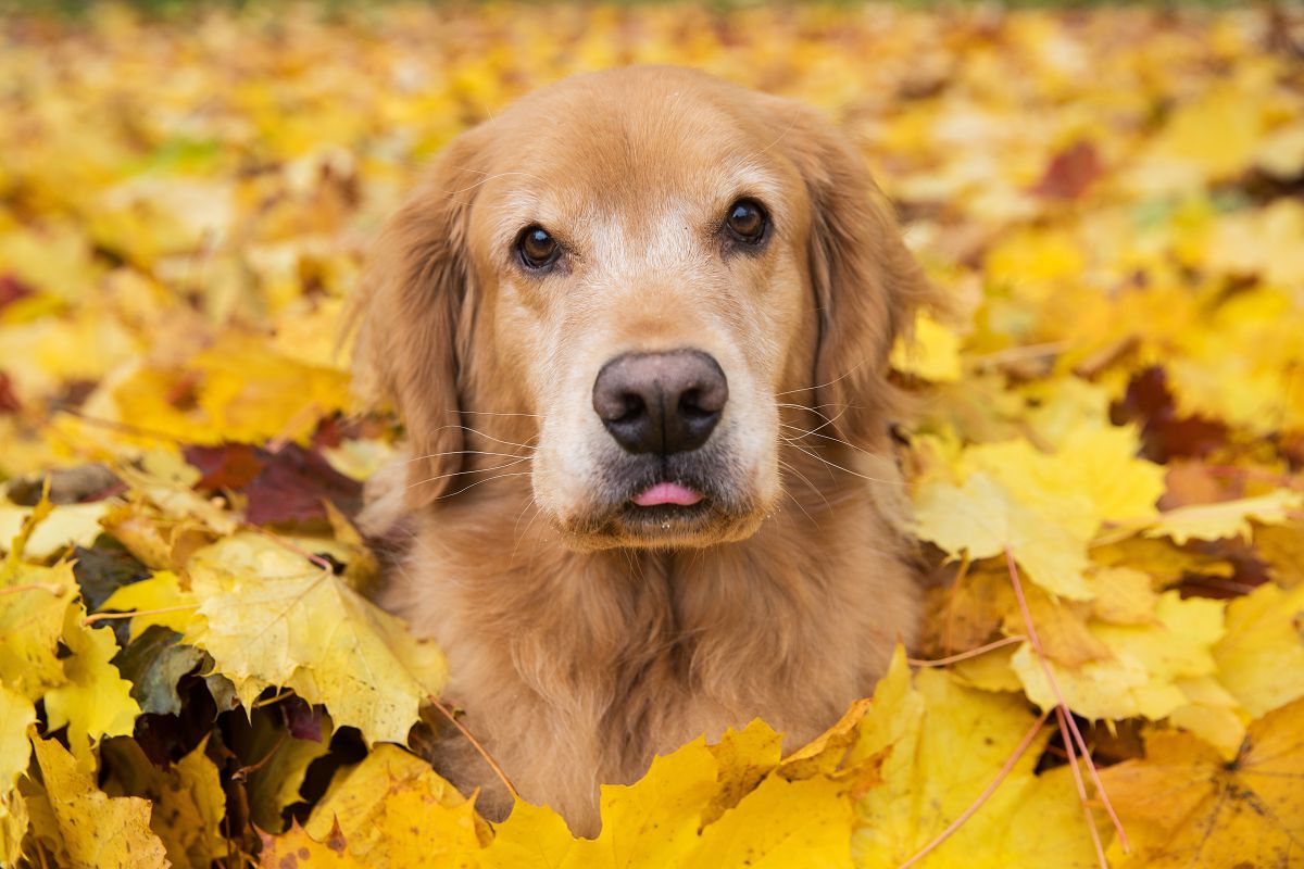 Are Golden Retrievers Hypoallergenic Dogs