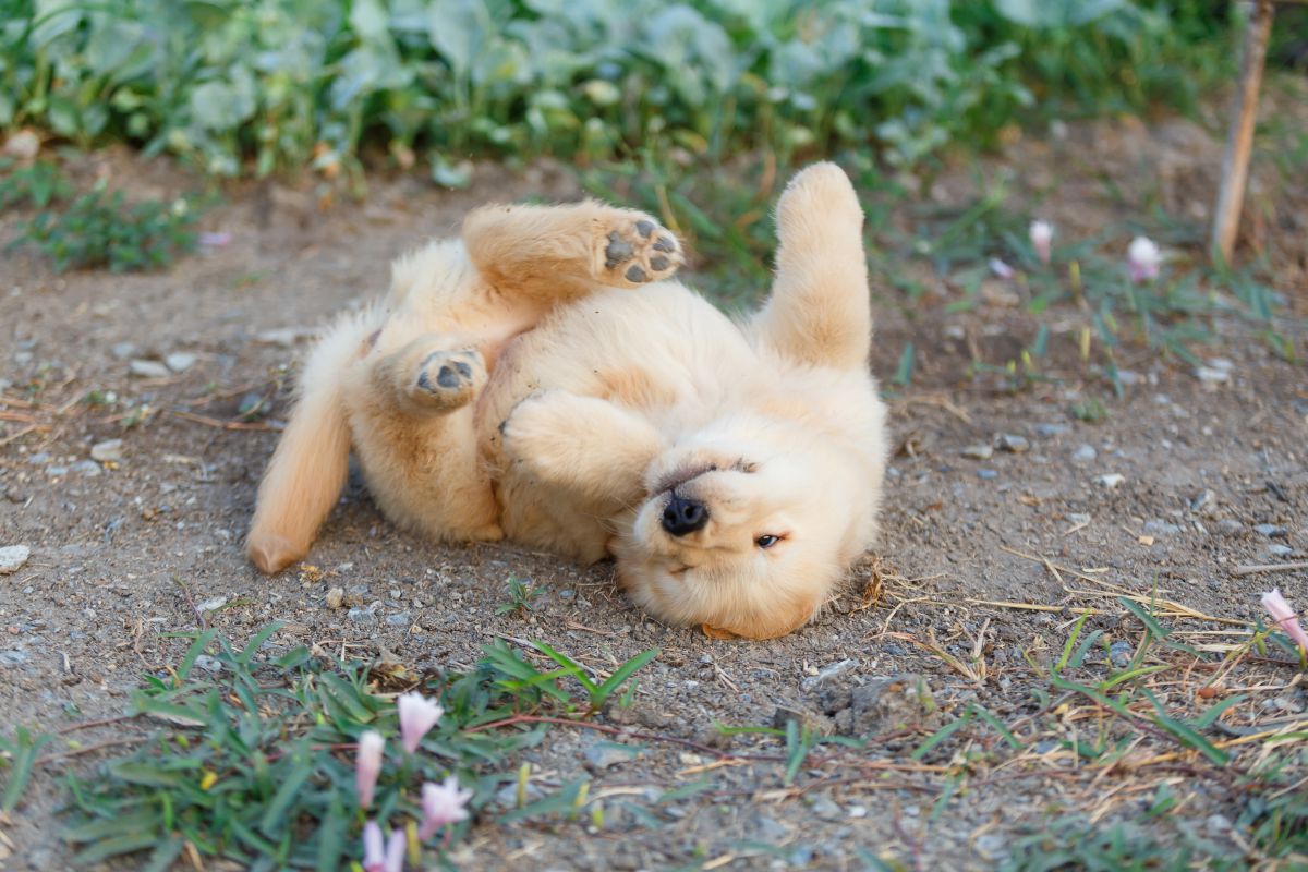 Blockhead Golden Retrievers Discover The Surprising Traits That Set Them Apart