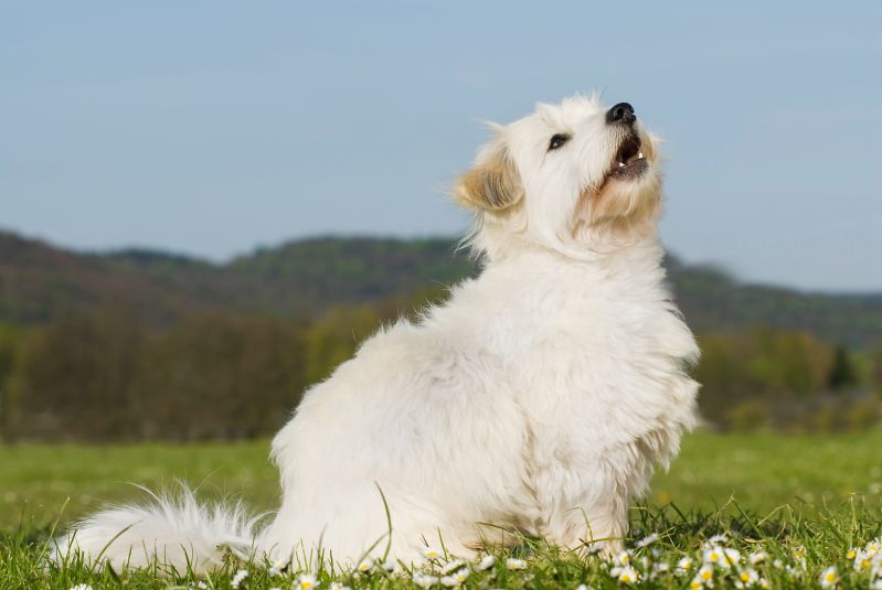 Are Golden Retrievers Hypoallergenic Dogs