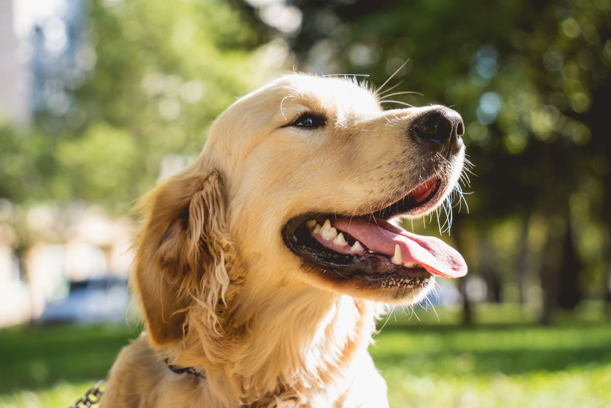 English Vs American Golden Retriever – Comparison Guide