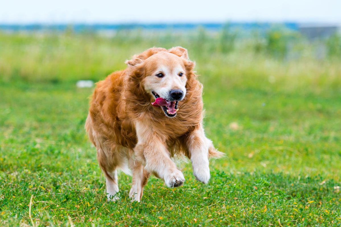 Field-Bred Golden Retrievers