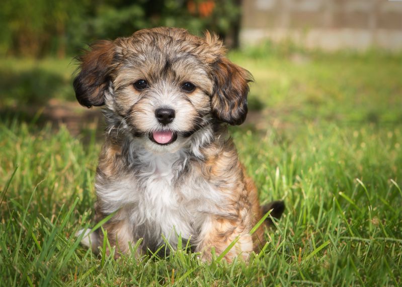 Are Golden Retrievers Hypoallergenic Dogs