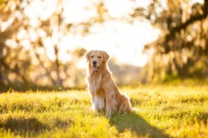 Show Golden Retriever