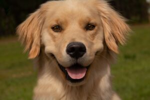 Male Vs Female Golden Retrievers