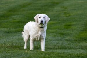 Short-Haired Golden Retrievers